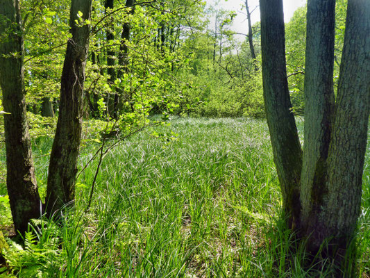 Lichtung mit Seggenbestand.