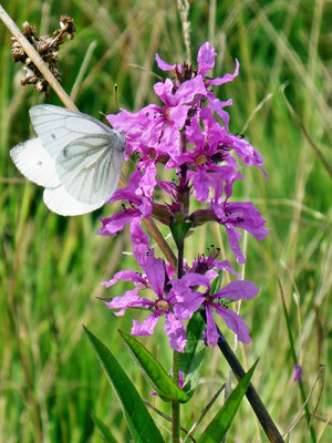 Kohlweißling an Blutweiderich