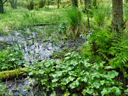 Weiterer quelliger Bereich mit Sumpfdotterblumen