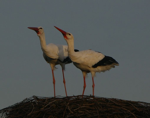 Am 09.02. kam die Störchin von Nest 1. Ab und zu ist das Männchen vom Birkennest und die Dame von Nest 1 zusammen, aber wirkliche Harmonie besteht nicht! 