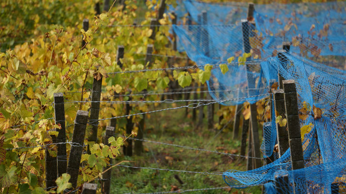 Weinberg im Herbst