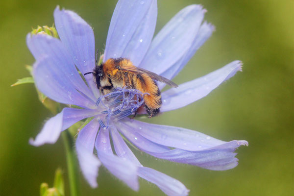Hosenbiene auf Wegwarte © Helge May/NABU