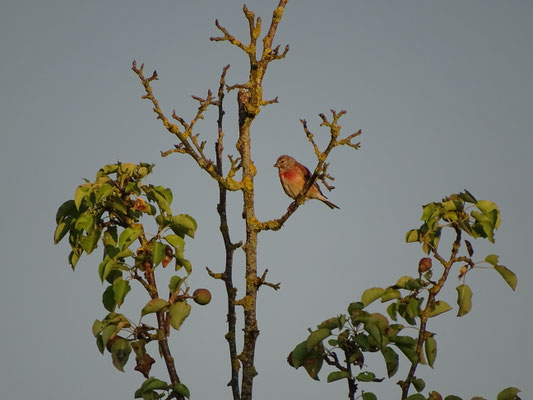 Vogel mit rötlicher Brust auf kahlen Ästen.