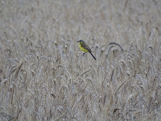 Vogel mit gelber Brust in Getreidefeld