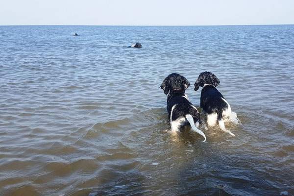 Ellie von der Kiwitzheide 219/20 & Elva von der Kiwitzheide 220/20