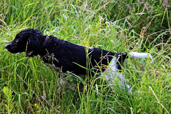 Ellie von der Kiwitzheide 219/20