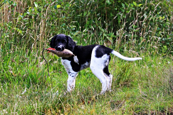 Ellie von der Kiwitzheide 219/20