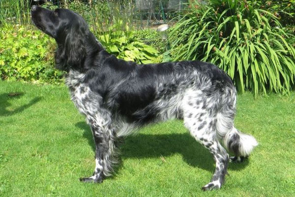 Bonzo von der Mittelheide 246/14