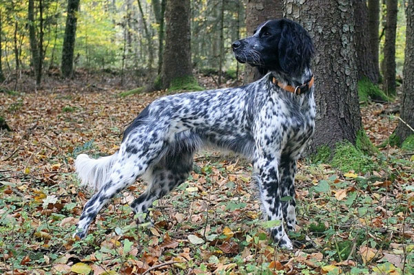 vW Cora von der Kiwitzheide 116/16