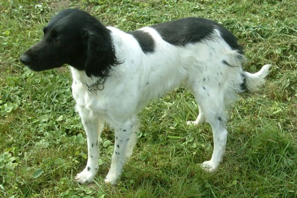 Zilly von der Eichenallee 112/07