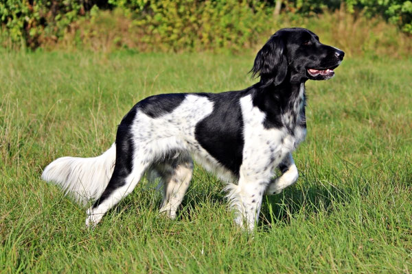 Ellie von der Kiwitzheide 219/20