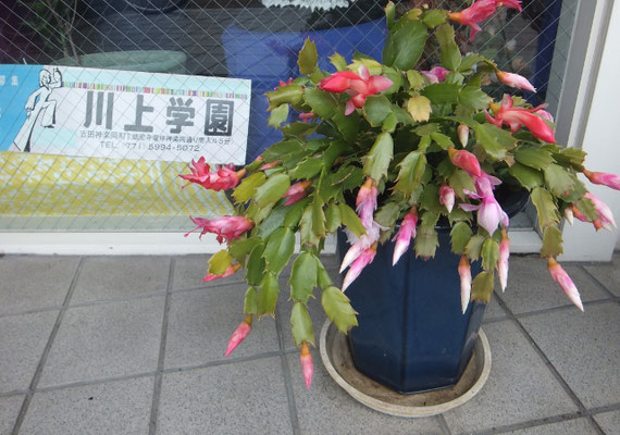 カニバサボテン シャコバサボテン 京都川上服飾専門学校 お知らせ