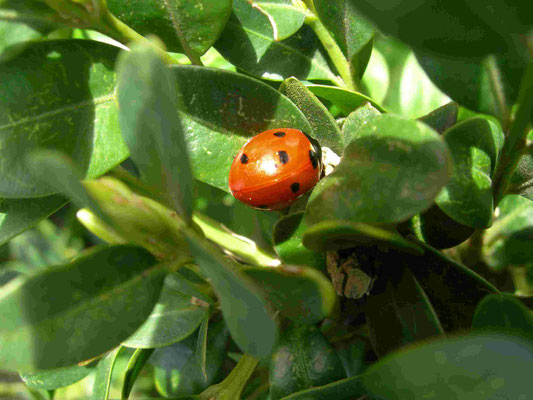 Marienkäfer