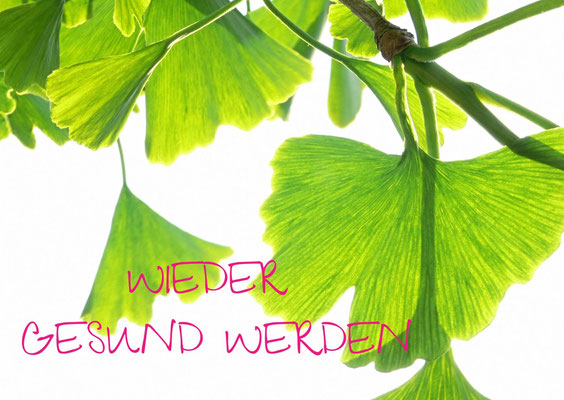 Gingkoblätter 'wieder gesund werden' natürlich.gesund.leben. Ernährungsberatung Aschaffenburg