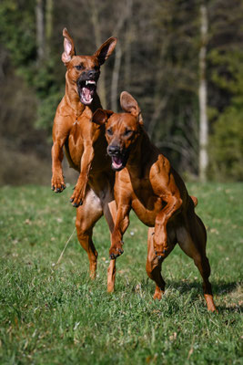 Jala und Jamba