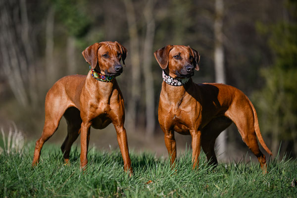 Jamba und Jala