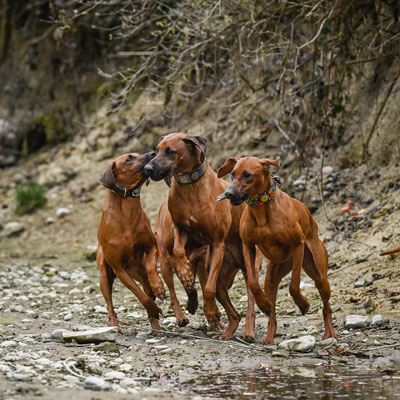 Jala, Chinua und Jamba