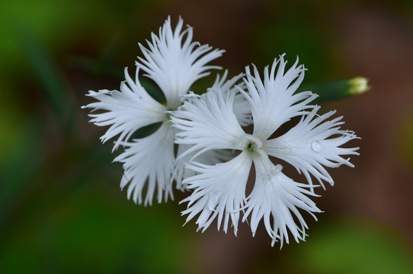（白花）カワラナデシコ