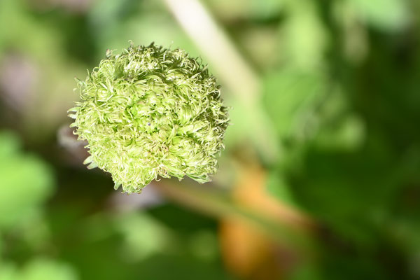 緑花タンポポ