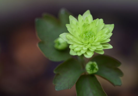 緑花梅花カラマツ