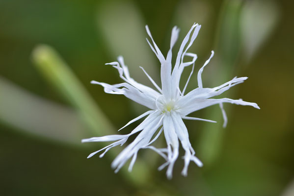白花ナガバナビランジ