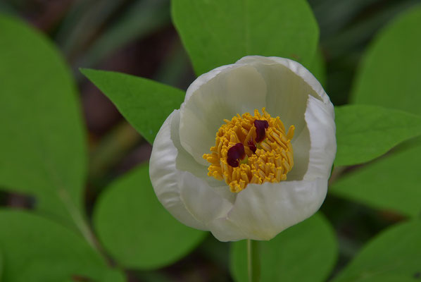白花シャクナゲ