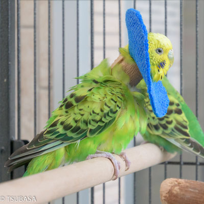 チッチ セキセイインコ 飼い鳥のレスキュー団体 Tsubasa