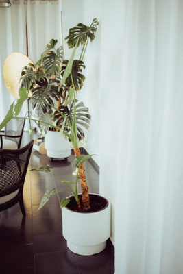 Monstera Studio1