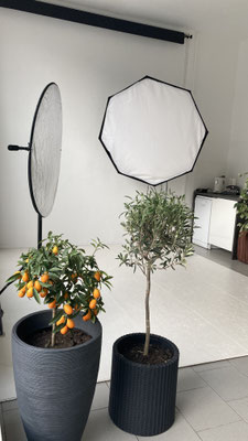 Okatbox auf Podest Studio1