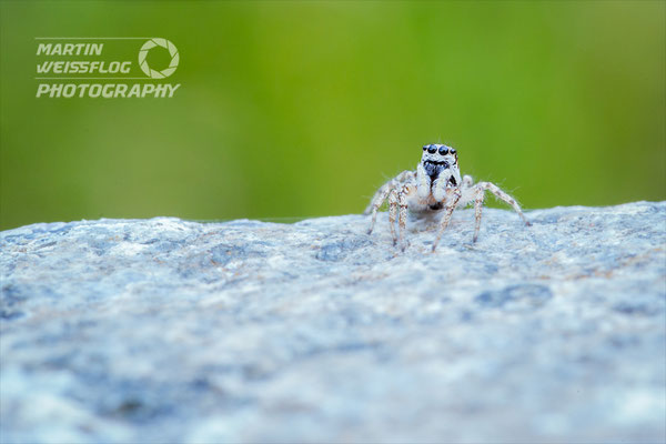 Zebraspringspinne - Erzgebirge Deutschland