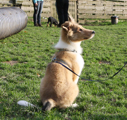 In der Hundeschule