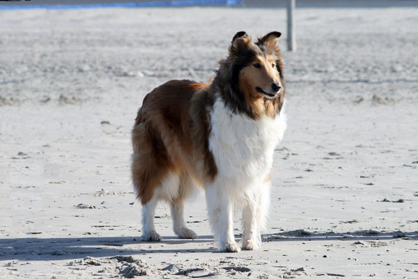 Das Kitesegel im Visier am Strand von Norderney