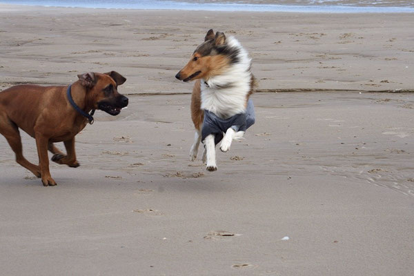 Lauter nette Hundekontakte :)