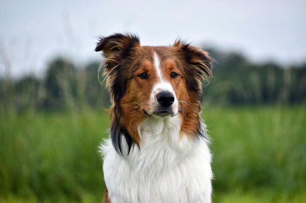 Duke