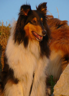 Klara in der Abendsonne