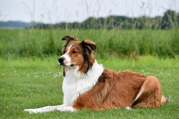 Duke