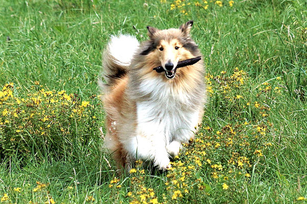 Bailey, der Stock-Junkie ;)