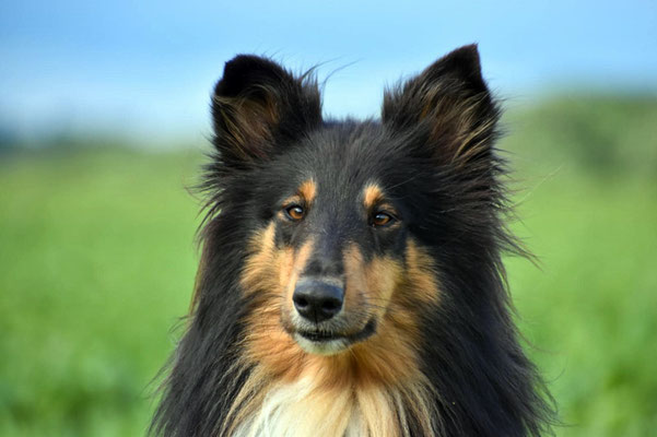 Tara