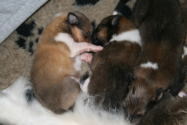 v.li.; Bailey, Bree, Blaze