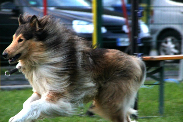 "Collierennen" beim Welpentreffen