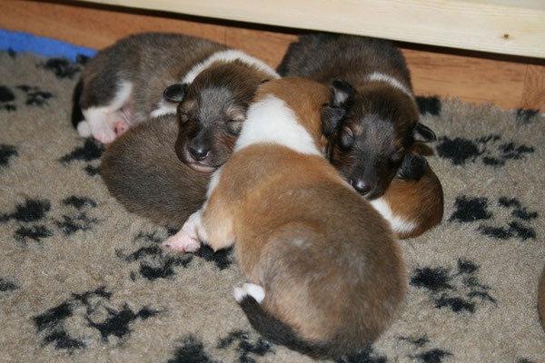 li. Bennett, re. Blaze, vorne Barney, unten Braydon
