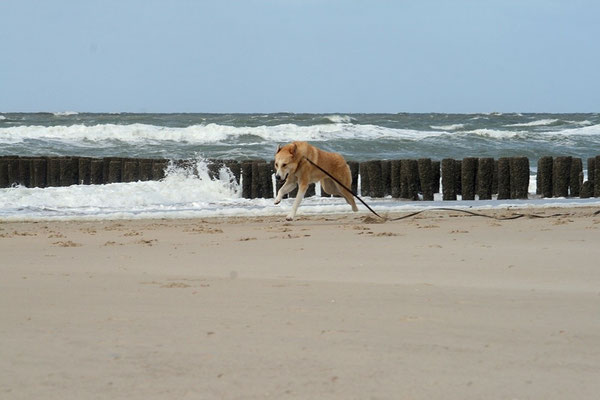 Der Horst :)