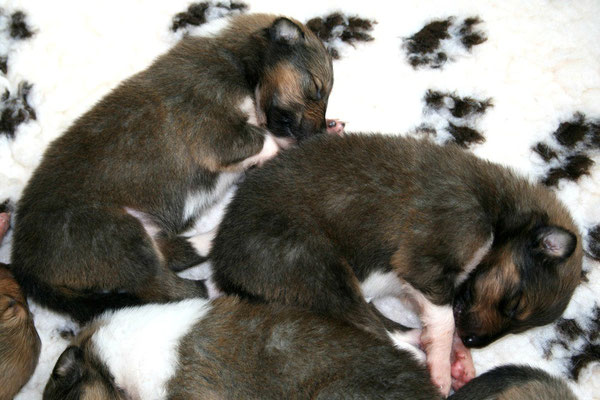 Unsere Schwarz-Braun-Bärchen