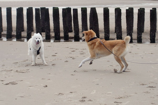Lauter nette Hundekontakte :)