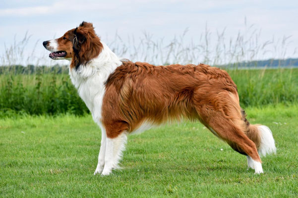 Duke