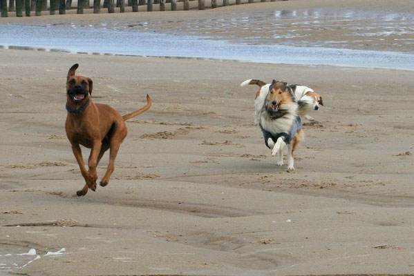 Lauter nette Hundekontakte :)