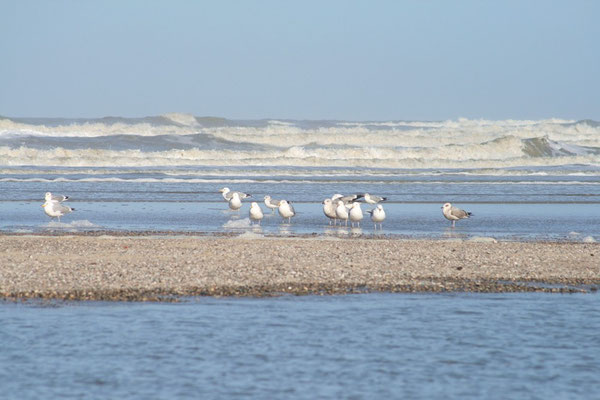 Möwensippe; Norderney