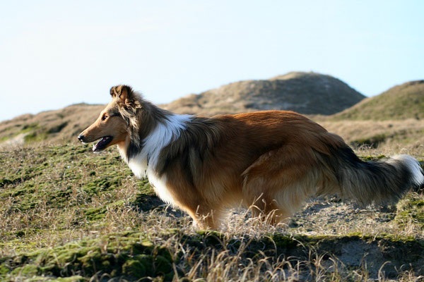 Szene aus "Lassie kehrt heim" ;-) Norderney