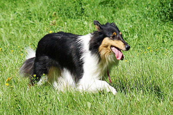 Biscuit nach wüster Toberei :))