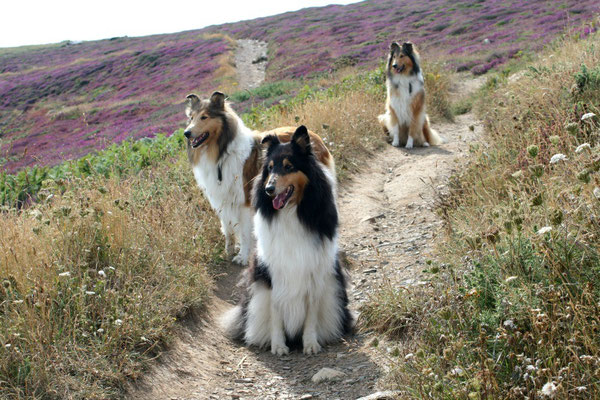 Und wieder auf dem Küstenwanderweg unterwegs